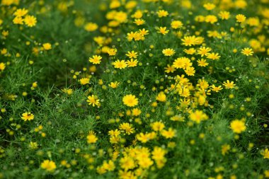 Bahar Balosu Bahçesi. Renkli çiçeklerden oluşan güzel bir bahçe. Bahçe düzenlemeleri. Park et. Güzel Bahçe.