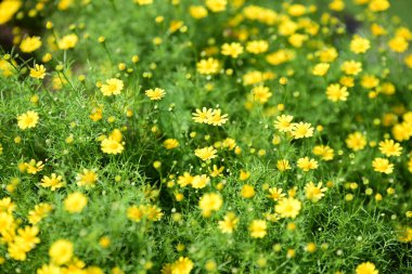 Bahar Balosu Bahçesi. Renkli çiçeklerden oluşan güzel bir bahçe. Bahçe düzenlemeleri. Park et. Güzel Bahçe.