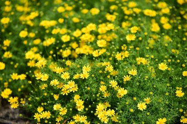 Bahar Balosu Bahçesi. Renkli çiçeklerden oluşan güzel bir bahçe. Bahçe düzenlemeleri. Park et. Güzel Bahçe.
