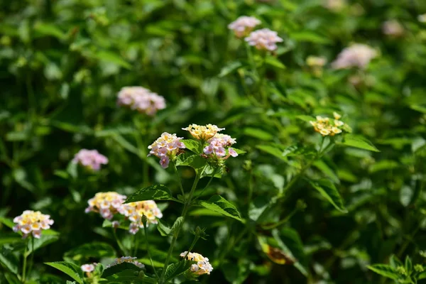Bahar Balosu Bahçesi. Renkli çiçeklerden oluşan güzel bir bahçe. Bahçe düzenlemeleri. Park et. Güzel Bahçe.
