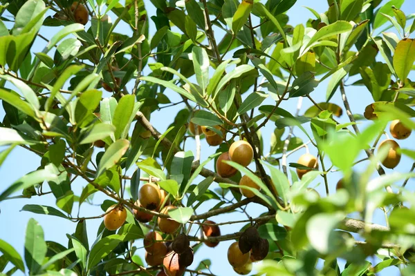 Bahar Balosu Bahçesi. Renkli çiçeklerden oluşan güzel bir bahçe. Bahçe düzenlemeleri. Park et. Güzel Bahçe.