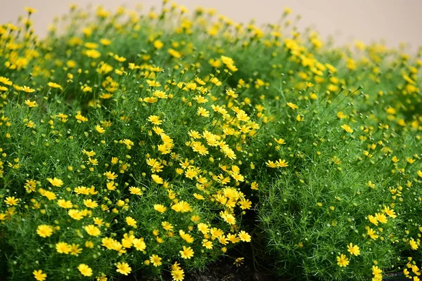 Güzel Bahçe çiçekleri. Renkli cosmos çiçeklerle soyut ışık ve bokeh arka plan için. Bahar resmi bahçe. Renkli çiçek güzel bir bahçe. Resmi bahçe. Park. Güzel bahçe.