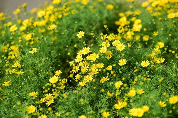Bahar Balosu Bahçesi. Renkli çiçeklerden oluşan güzel bir bahçe. Bahçe düzenlemeleri. Park et. Güzel Bahçe.