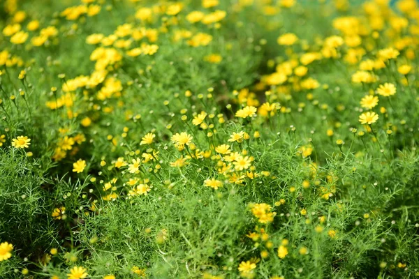 Güzel Bahçe çiçekleri. Renkli cosmos çiçeklerle soyut ışık ve bokeh arka plan için. Bahar resmi bahçe. Renkli çiçek güzel bir bahçe. Resmi bahçe. Park. Güzel bahçe.