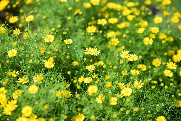 Bahar Balosu Bahçesi. Renkli çiçeklerden oluşan güzel bir bahçe. Bahçe düzenlemeleri. Park et. Güzel Bahçe.