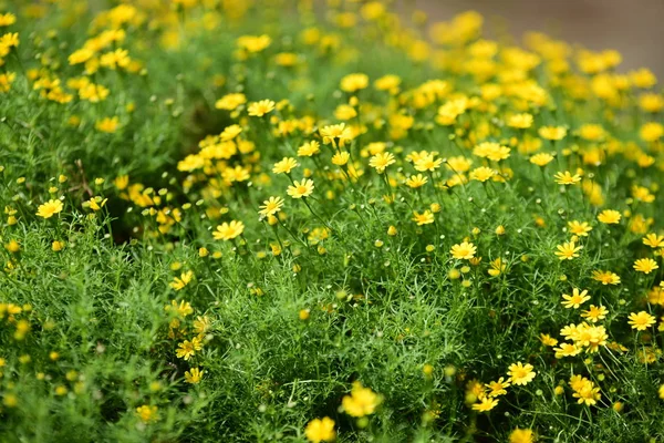 春の庭 色とりどりの花の美しい庭 造園された正式な庭 公園だ 美しい庭 — ストック写真