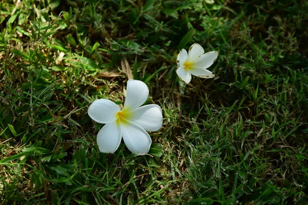 Bahar Balosu Bahçesi. Renkli çiçeklerden oluşan güzel bir bahçe. Bahçe düzenlemeleri. Park et. Güzel Bahçe.