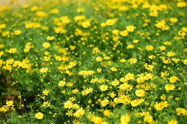Güzel Bahçe çiçekleri. Renkli cosmos çiçeklerle soyut ışık ve bokeh arka plan için. Bahar resmi bahçe. Renkli çiçek güzel bir bahçe. Resmi bahçe. Park. Güzel bahçe.