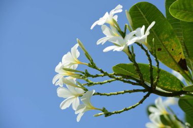 Güzel Bahçe çiçekleri. Renkli cosmos çiçeklerle soyut ışık ve bokeh arka plan için. Bahar resmi bahçe. Renkli çiçek güzel bir bahçe. Resmi bahçe. Park. Güzel bahçe.