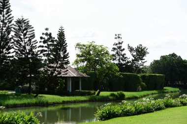 Güzel Bahçe çiçekleri. Renkli cosmos çiçeklerle soyut ışık ve bokeh arka plan için. Bahar resmi bahçe. Renkli çiçek güzel bir bahçe. Resmi bahçe. Park. Güzel bahçe.