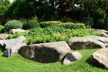 Güzel Bahçe çiçekleri. Renkli cosmos çiçeklerle soyut ışık ve bokeh arka plan için. Bahar resmi bahçe. Renkli çiçek güzel bir bahçe. Resmi bahçe. Park. Güzel bahçe.