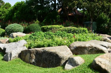 Güzel Bahçe çiçekleri. Renkli cosmos çiçeklerle soyut ışık ve bokeh arka plan için. Bahar resmi bahçe. Renkli çiçek güzel bir bahçe. Resmi bahçe. Park. Güzel bahçe.