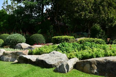 Güzel Bahçe çiçekleri. Renkli cosmos çiçeklerle soyut ışık ve bokeh arka plan için. Bahar resmi bahçe. Renkli çiçek güzel bir bahçe. Resmi bahçe. Park. Güzel bahçe.