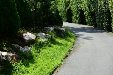 Güzel Bahçe çiçekleri. Renkli cosmos çiçeklerle soyut ışık ve bokeh arka plan için. Bahar resmi bahçe. Renkli çiçek güzel bir bahçe. Resmi bahçe. Park. Güzel bahçe.