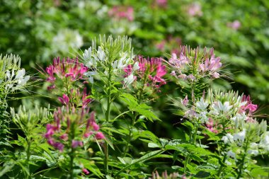 Renkli cosmos çiçeklerle soyut ışık ve bokeh arka plan için. Bahar resmi bahçe. Renkli çiçek güzel bir bahçe. Resmi bahçe. Park. Güzel bahçe.