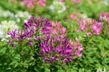 Soyut ışık ve bokeh arka plan için renkli çiçeklerle. Bahar resmi bahçe. Renkli çiçek güzel bir bahçe. Resmi bahçe. Park. Güzel bahçe.