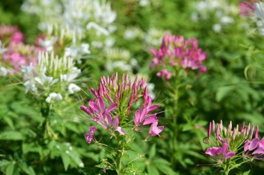 Soyut ışık ve bokeh arka plan için renkli çiçeklerle. Bahar resmi bahçe. Renkli çiçek güzel bir bahçe. Resmi bahçe. Park. Güzel bahçe.