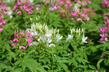 Renkli cosmos çiçeklerle soyut ışık ve bokeh arka plan için. Bahar resmi bahçe. Renkli çiçek güzel bir bahçe. Resmi bahçe. Park. Güzel bahçe.