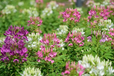 Bahar resmi bahçe. Güzel bahçe yeşil bitki. Düzenlenmiş resmi Garden.Colorful çiçek soyut ışık ve bokeh arka plan için. Bahar resmi bahçe. Renkli çiçek güzel bahçe.