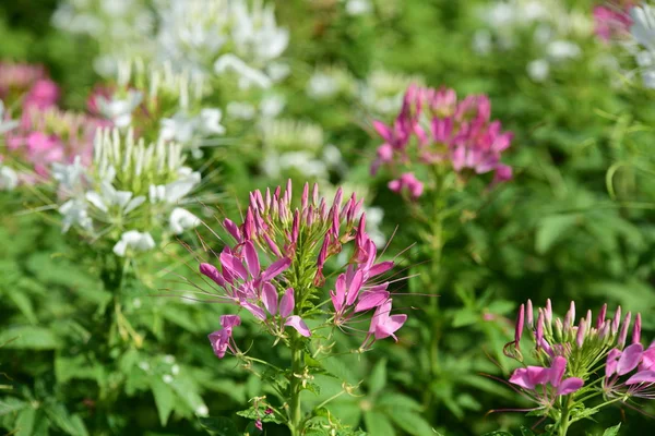 Soyut ışık ve bokeh arka plan için renkli çiçeklerle. Bahar resmi bahçe. Renkli çiçek güzel bir bahçe. Resmi bahçe. Park. Güzel bahçe.