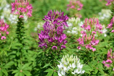 Soyut ışık ve bokeh arka plan için renkli çiçeklerle. Bahar resmi bahçe. Renkli çiçek güzel bir bahçe. Resmi bahçe. Park. Güzel bahçe.