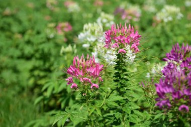 Soyut ışık ve bokeh arka plan için renkli çiçeklerle. Bahar resmi bahçe. Renkli çiçek güzel bahçe.