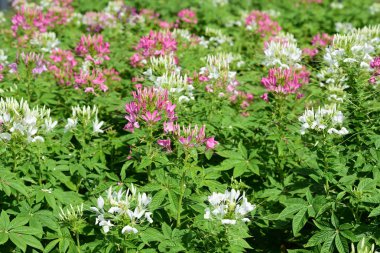 Renkli cosmos çiçeklerle soyut ışık ve bokeh arka plan için. Bahar resmi bahçe. Renkli çiçek güzel bir bahçe. Resmi bahçe. Park. Güzel bahçe.