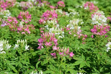 Soyut ışık ve bokeh arka plan için renkli çiçeklerle. Bahar resmi bahçe. Renkli çiçek güzel bir bahçe. Resmi bahçe. Park. Güzel bahçe.