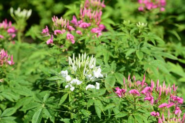 Bahar resmi bahçe. Güzel bahçe yeşil bitki. Düzenlenmiş resmi Garden.Colorful çiçek soyut ışık ve bokeh arka plan için. Bahar resmi bahçe. Renkli çiçek güzel bahçe.