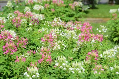Renkli cosmos çiçeklerle soyut ışık ve bokeh arka plan için. Bahar resmi bahçe. Renkli çiçek güzel bir bahçe. Resmi bahçe. Park. Güzel bahçe.