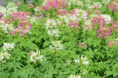 Soyut ışık ve bokeh arka plan için renkli çiçeklerle. Bahar resmi bahçe. Renkli çiçek güzel bir bahçe. Resmi bahçe. Park. Güzel bahçe.