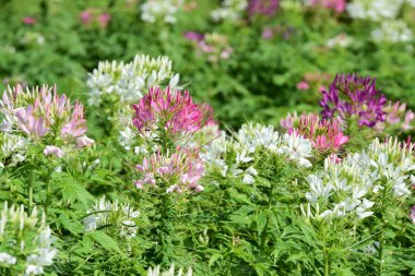 Renkli cosmos çiçeklerle soyut ışık ve bokeh arka plan için. Bahar resmi bahçe. Renkli çiçek güzel bir bahçe. Resmi bahçe. Park. Güzel bahçe.