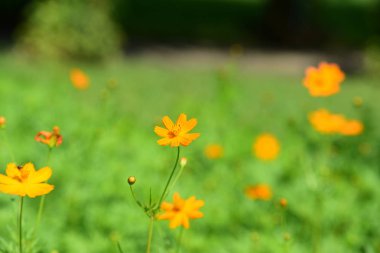 Bahar resmi bahçe. Güzel bahçe yeşil bitki. Düzenlenmiş resmi Garden.Colorful çiçek soyut ışık ve bokeh arka plan için. Bahar resmi bahçe. Renkli çiçek güzel bahçe.