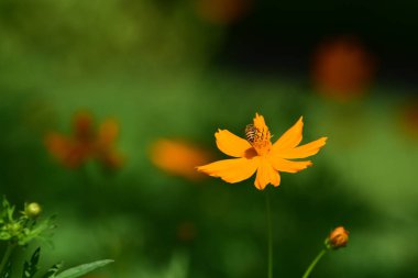 Renkli cosmos çiçeklerle soyut ışık ve bokeh arka plan için. Bahar resmi bahçe. Renkli çiçek güzel bir bahçe. Resmi bahçe. Park. Güzel bahçe.