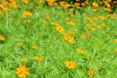 Bahar resmi bahçe. Güzel bahçe yeşil bitki. Düzenlenmiş resmi Garden.Colorful çiçek soyut ışık ve bokeh arka plan için. Bahar resmi bahçe. Renkli çiçek güzel bahçe.