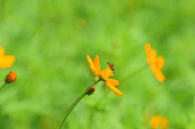 Renkli cosmos çiçeklerle soyut ışık ve bokeh arka plan için. Bahar resmi bahçe. Renkli çiçek güzel bir bahçe. Resmi bahçe. Park. Güzel bahçe.