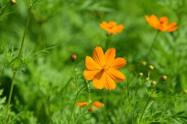 Soyut ışık ve bokeh arka plan için renkli çiçeklerle. Bahar resmi bahçe. Renkli çiçek güzel bahçe.