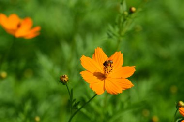 Soyut ışık ve bokeh arka plan için renkli çiçeklerle. Bahar resmi bahçe. Renkli çiçek güzel bahçe.