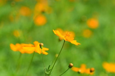 Renkli cosmos çiçeklerle soyut ışık ve bokeh arka plan için. Bahar resmi bahçe. Renkli çiçek güzel bir bahçe. Resmi bahçe. Park. Güzel bahçe.