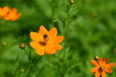 Soyut ışık ve bokeh arka plan için renkli çiçeklerle. Bahar resmi bahçe. Renkli çiçek güzel bahçe.