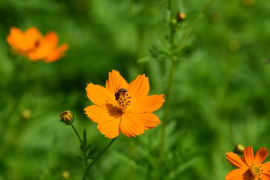 Renkli cosmos çiçeklerle soyut ışık ve bokeh arka plan için. Bahar resmi bahçe. Renkli çiçek güzel bir bahçe. Resmi bahçe. Park. Güzel bahçe.
