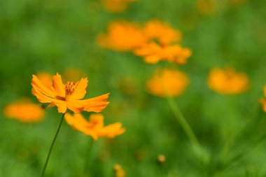 Renkli cosmos çiçeklerle soyut ışık ve bokeh arka plan için. Bahar resmi bahçe. Renkli çiçek güzel bir bahçe. Resmi bahçe. Park. Güzel bahçe.