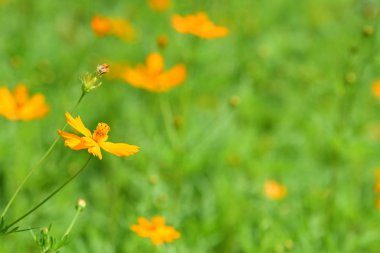 Soyut ışık ve bokeh arka plan için renkli çiçeklerle. Bahar resmi bahçe. Renkli çiçek güzel bir bahçe. Resmi bahçe. Park. Güzel bahçe.