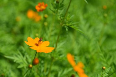 Renkli cosmos çiçeklerle soyut ışık ve bokeh arka plan için. Bahar resmi bahçe. Renkli çiçek güzel bir bahçe. Resmi bahçe. Park. Güzel bahçe.
