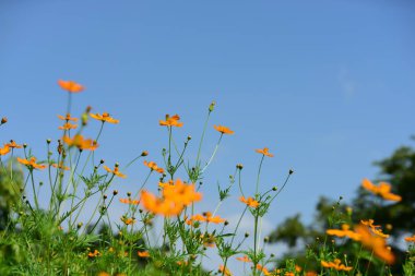 Soyut ışık ve bokeh arka plan için renkli çiçeklerle. Bahar resmi bahçe. Renkli çiçek güzel bahçe.