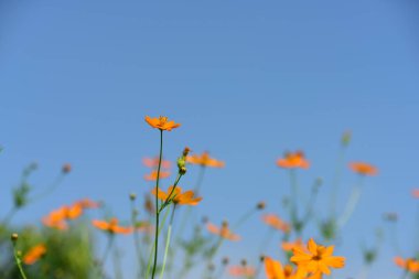 Soyut ışık ve bokeh arka plan için renkli çiçeklerle. Bahar resmi bahçe. Renkli çiçek güzel bahçe.