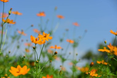 Soyut ışık ve bokeh arka plan için renkli çiçeklerle. Bahar resmi bahçe. Renkli çiçek güzel bahçe.