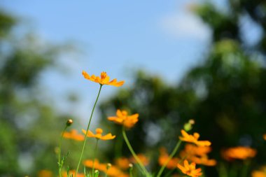 Soyut ışık ve bokeh arka plan için renkli çiçeklerle. Bahar resmi bahçe. Renkli çiçek güzel bir bahçe. Resmi bahçe. Park. Güzel bahçe.