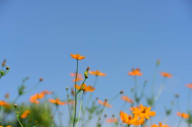 Soyut ışık ve bokeh arka plan için renkli çiçeklerle. Bahar resmi bahçe. Renkli çiçek güzel bahçe.