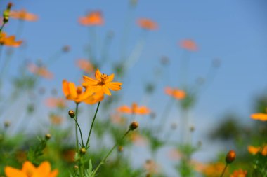 Soyut ışık ve bokeh arka plan için renkli çiçeklerle. Bahar resmi bahçe. Renkli çiçek güzel bahçe.
